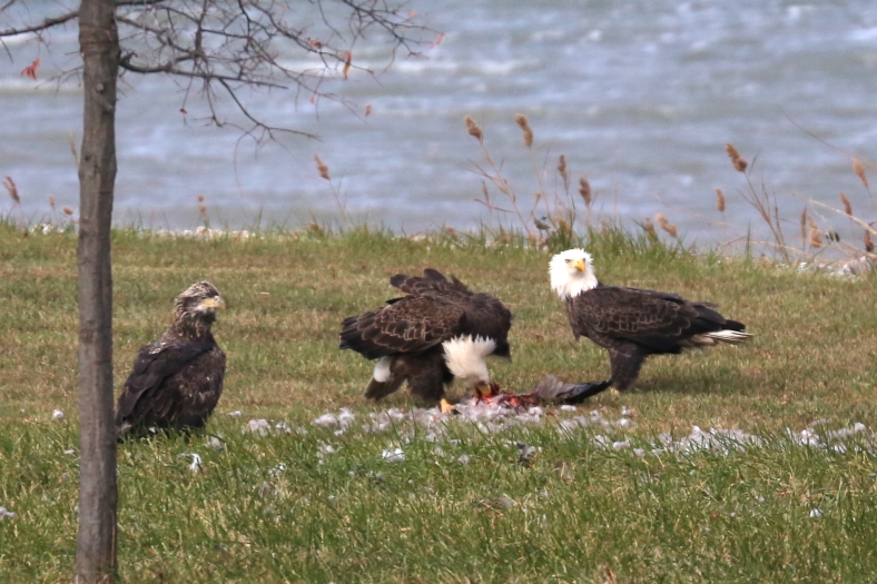 Adult Bald Eagles at lunch, while the juvenile waits his turn at the table