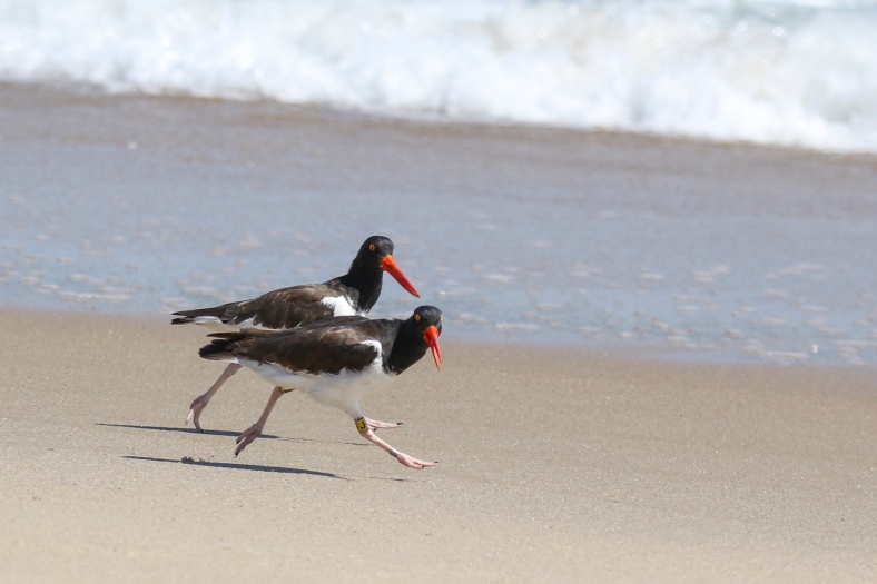 American Oystercatcher at Great Point, photo by S.M. Sternick