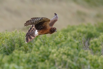 Northern Harrier, photo by Andy Sternick