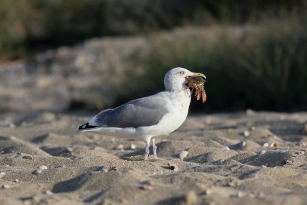 Herring Gull with lunch