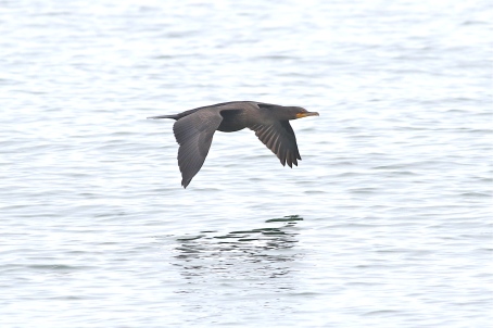 Double-crested Cormorant at Great Point