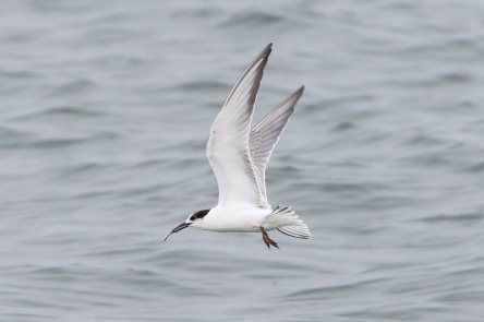 Common Tern with catch, Great Point