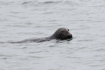 Grey Seal off Great Point