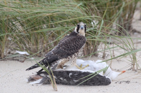 Peregrine Falcon at Great Point