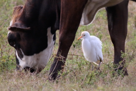 Cattle Egret; what's your first clue?